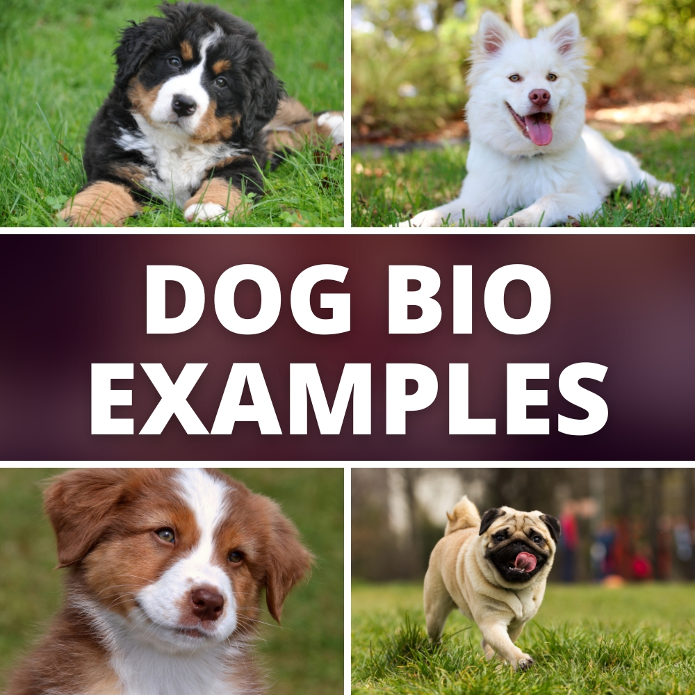 Dog BIO Examples